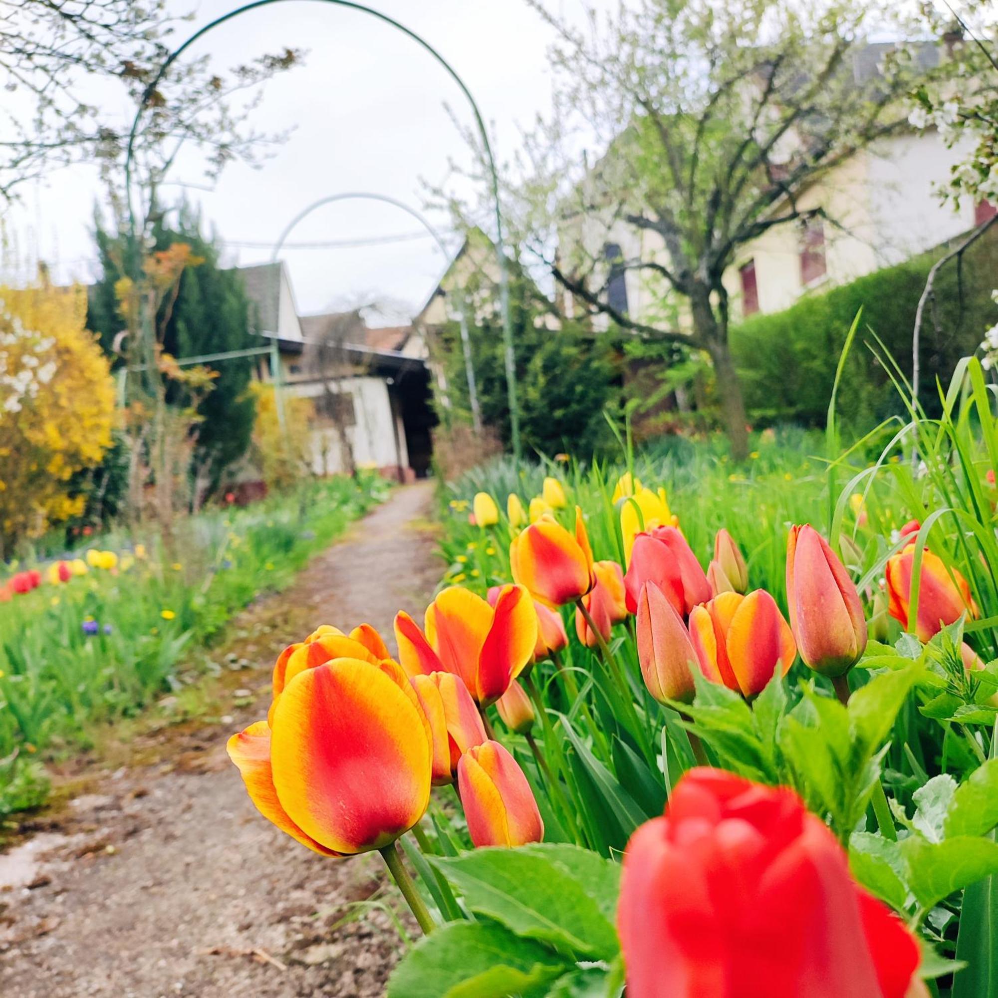 La Maison Flore ! Confort Et Nature Flexbourg Dış mekan fotoğraf